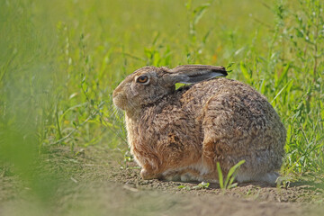 Zając szarak, hare, (Lepus europaeus) © Bartosz Rakoczy