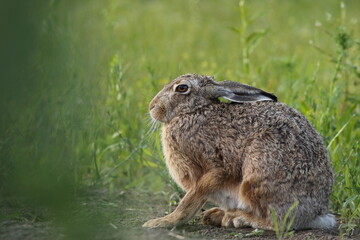 Zając szarak, hare, (Lepus europaeus) © Bartosz Rakoczy