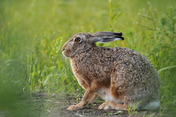 Zając szarak, hare, (Lepus europaeus) © Bartosz Rakoczy