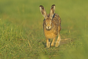Zając szarak, hare, (Lepus europaeus) © Bartosz Rakoczy