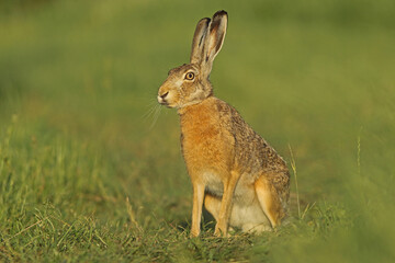 Zając szarak, hare, (Lepus europaeus) © Bartosz Rakoczy