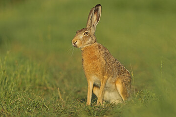 Zając szarak, hare, (Lepus europaeus) © Bartosz Rakoczy