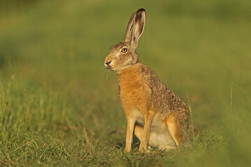Zając szarak, hare, (Lepus europaeus) © Bartosz Rakoczy