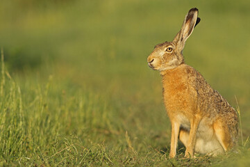 Zając szarak, hare, (Lepus europaeus) © Bartosz Rakoczy