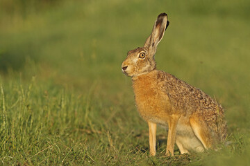 Zając szarak, hare, (Lepus europaeus) © Bartosz Rakoczy