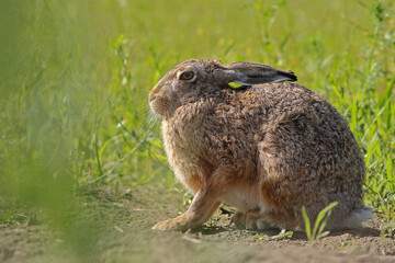 Zając szarak, hare, (Lepus europaeus) © Bartosz Rakoczy