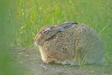 Zając szarak, hare, (Lepus europaeus) © Bartosz Rakoczy