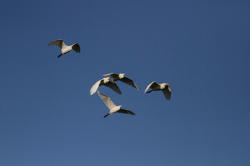 Flock of cattle egret in flight