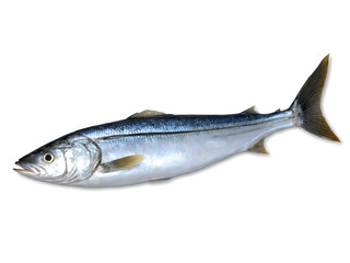 Obraz premium Bluefish - A rich, oily fish with a strong flavor, often grilled or smoked.