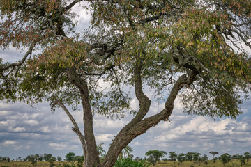 Tanzania is an East African country famous for its vast wildlife areas. These include the plains of the Serengeti National Park.