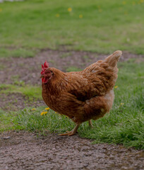 chicken in the grass