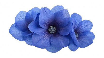 Obraz premium Beautiful Blue Flowers with Delicate Petals and Rich Colors
