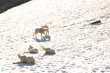 Group of mountain goats resting and playing on a snowy slope in Montana, showcasing their natural...