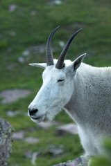 Close up portrait of a Mountain Goat in Glacier National Park. Wildlife 