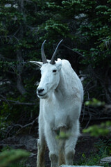 Close up portrait of a Mountain Goat in Glacier National Park. Wildlife 
