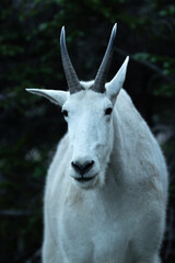 Close up portrait of a Mountain Goat in Glacier National Park. Wildlife 