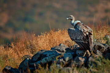 Griffon vulture (Gyps fulvus) a large bird of prey. Wild vultures in the mountains of Bulgaria. Madzharovo, Eastern Rhodopes. Scavengers feed at sunrise. Wild live scene in nature.
