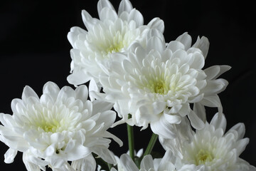 beautiful white chrysanthemum in the garden
