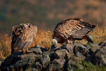 Griffon vulture (Gyps fulvus) a large bird of prey. Wild vultures in the mountains of Bulgaria. Madzharovo, Eastern Rhodopes. Scavengers feed at sunrise. Wild live scene in nature.