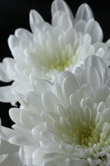 beautiful white chrysanthemum in the garden