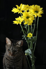 beautiful fluffy cat sitting on a black background