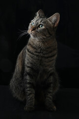 Obraz premium beautiful fluffy cat sitting on a black background