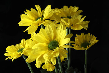 beautiful yellow daisy flowers close up
