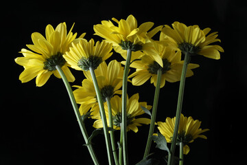 beautiful yellow daisy flowers close up