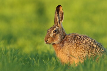 Zając szarak, hare, (Lepus europaeus) © Bartosz Rakoczy