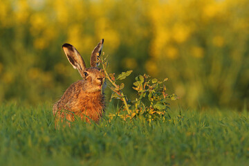 Zając szarak, hare, (Lepus europaeus) © Bartosz Rakoczy