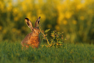 Zając szarak, hare, (Lepus europaeus) © Bartosz Rakoczy