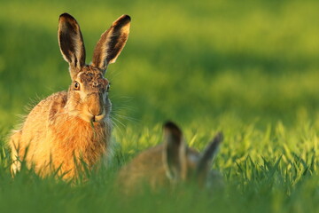 Zając szarak, hare, (Lepus europaeus) © Bartosz Rakoczy