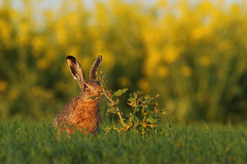 Zając szarak, hare, (Lepus europaeus) © Bartosz Rakoczy