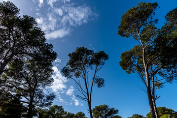 Obraz premium A magnificent view of a forest in the north of tunisia