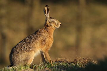 Zając szarak, hare, (Lepus europaeus) © Bartosz Rakoczy