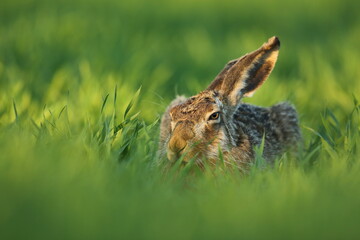 Zając szarak, hare, (Lepus europaeus) © Bartosz Rakoczy