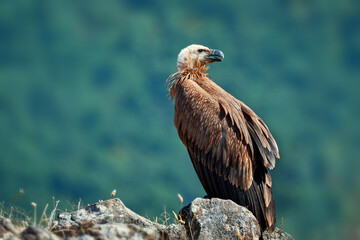 Griffon vulture (Gyps fulvus) a large bird of prey. Wild vultures in the mountains of Bulgaria. Madzharovo, Eastern Rhodopes. Scavengers feed at sunrise. Wild live scene in nature.