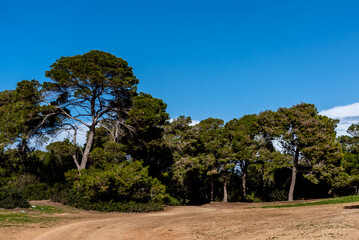 A magnificent view of a forest in the north of tunisia