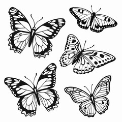 Obraz premium Six black and white butterfly illustrations with detailed wing patterns, shown in various positions on a white background