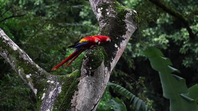 Scarlet Macaw in Costa Rica 