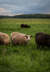 sheep on a meadow