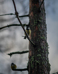 bird on a branch