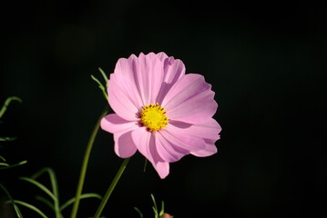 Cosmos rose au jardin en été