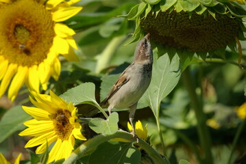 Moineau sur un tournesol en été