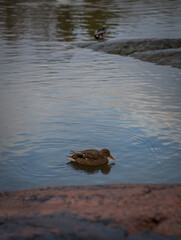 duck on the water