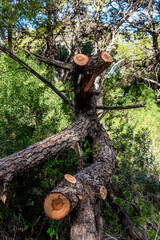 Beautiful details from a forest from the north of Tunisia