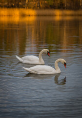 swans on the lake