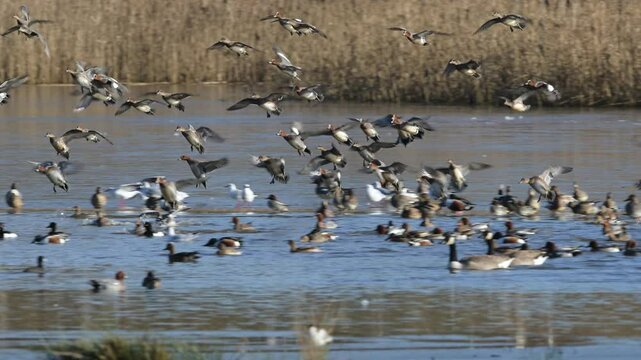 Eurasian Wigeon, Mareca penelope, birds in flight over winter marshes