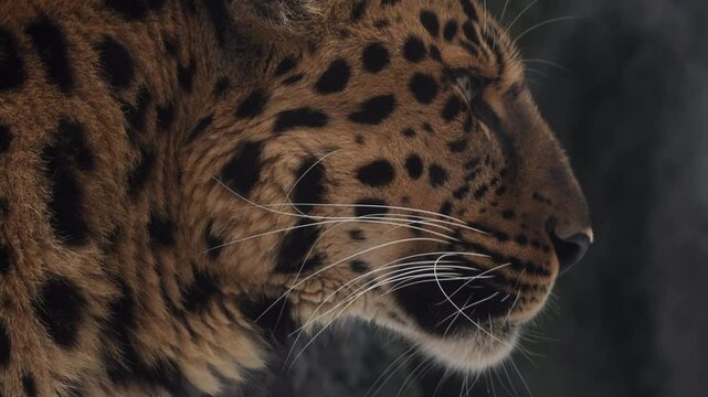 Amur leopard explores snowy landscape in a national park during winter mornings