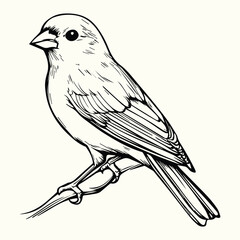 Bird Line Art Drawing Elegant and Simple Bird Sketches for Nature, Art, and Creative Design